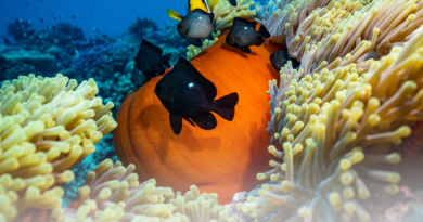 Keanekaragaman Hayati dan dampak positifnya