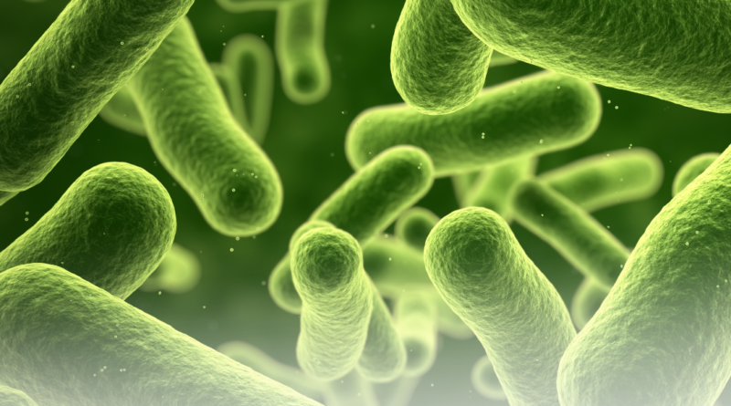 Jenis Bakteri dan Perannya