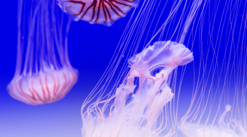 Memahami Ragam Organisme Laut