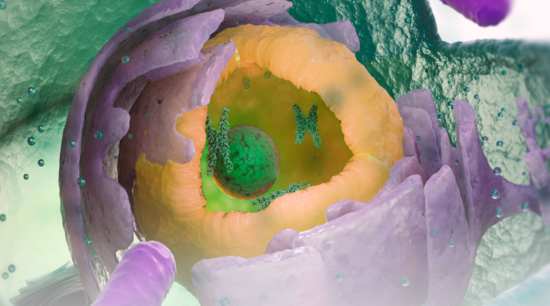 Struktur dan Fungsi Sel