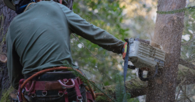 Menebang Pohon Secara Berkelanjutan di Hutan Tropis