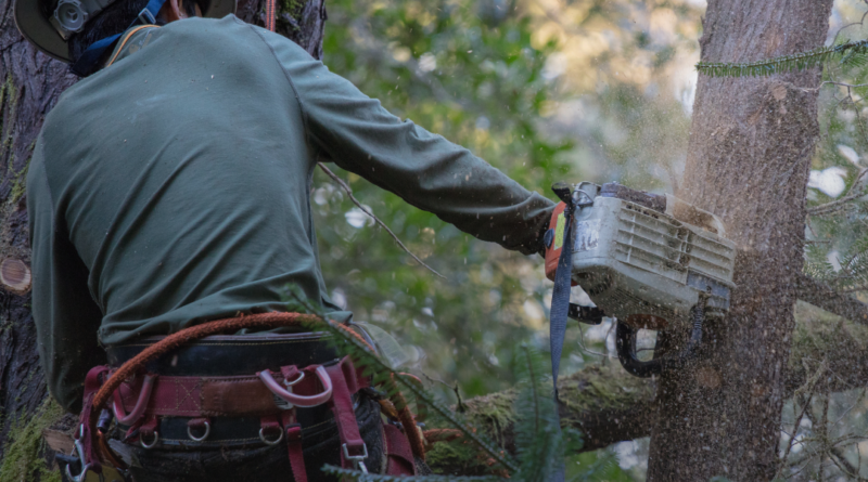 Menebang Pohon Secara Berkelanjutan di Hutan Tropis
