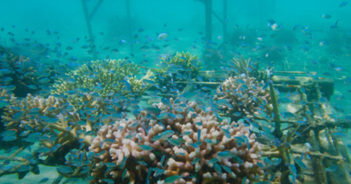 ARMS: Terumbu Krang Buatan untuk Studi Keanekaragaman Hayati Laut