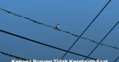 Kenapa Burung Tidak Kesetrum Saat Bertengger di Kabel Listrik?