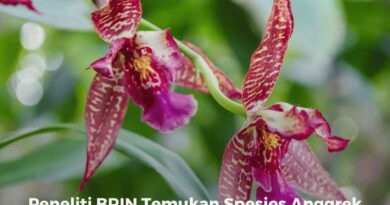 Peneliti BRIN Temukan Spesies Anggrek Baru
