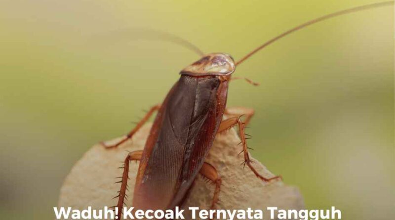 Waduh! Kecoak Ternyata Tangguh terhadap Pembasmi Serangga