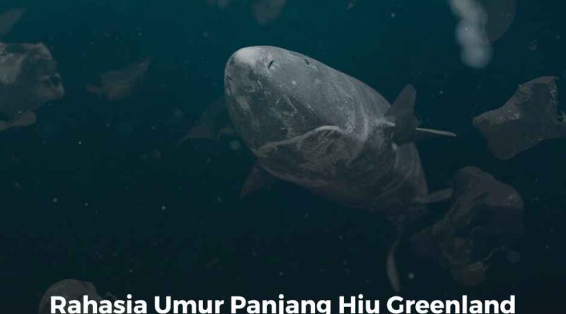 Rahasia Umur Panjang Hiu Greenland