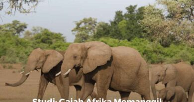 Gajah Afrika Memanggil Kawanannya dengan Panggilan Khusus Mirip Nama Manusia