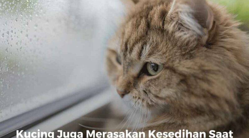 Kucing Juga Merasakan Kesedihan Saat Hewan Peliharaan Lainnya Meninggal