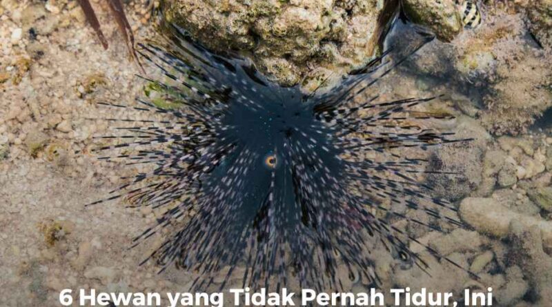 6 Hewan yang Tidak Pernah Tidur, Ini Alasannya