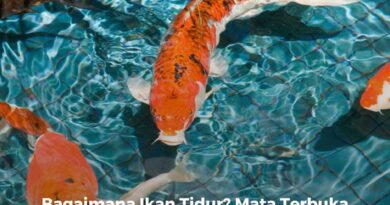 Bagaimana Ikan Tidur? Mata Terbuka atau Tertutup?