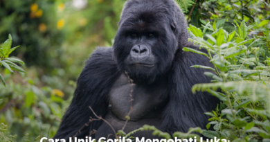 Cara Unik Gorila Mengobati Luka: Tanaman Herbal sebagai Solusi