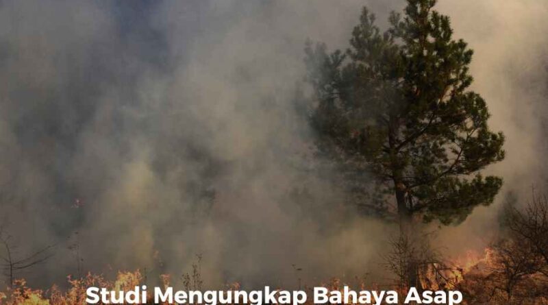 Studi Mengungkap Bahaya Asap Karhutla